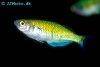 Boesemani rainbowfish, picture 2