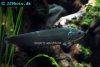 Reticulate knifefish, picture 1