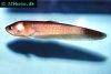 Reticulate knifefish, picture 3