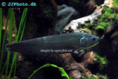 Reticulate knifefish - Papyrocranus afer