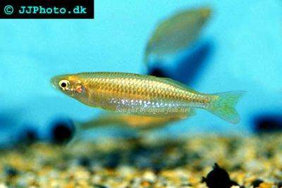 Slender rainbowfish - Melanotaenia gracilis