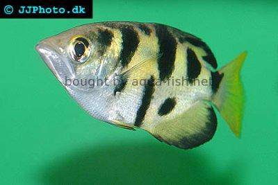 Smallscale archerfish - Toxotes microlepis