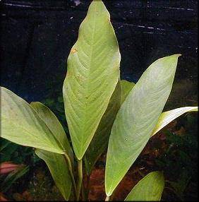 Anubias barteri v. angustifolia