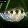 Archer fish - Toxotes jaculatrix