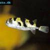 Amazon pufferfish - Colomesus asellus