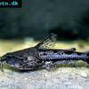 Marbled raphael catfish - Amblydoras hancockii