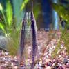 Whiptail catfish - Farlowella acus