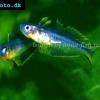 Forktail rainbowfish - Pseudomugil furcatus